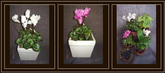 florist campbelltown
